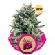 BLUE CHEESE * ROYAL QUEEN SEEDS 1 SEME FEM 