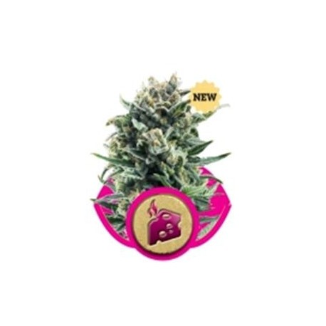 BLUE CHEESE * ROYAL QUEEN SEEDS 1 SEME FEM 