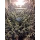 AMHERST SOUR DIESEL *HUMBOLDT SEEDS 5 SEMI FEM