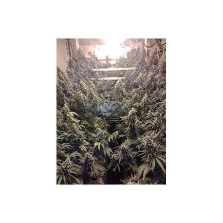 AMHERST SOUR DIESEL *HUMBOLDT SEEDS 5 SEMI FEM