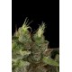 BUBBA KUSH *HUMBOLDT SEEDS 5 SEMI FEM