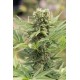 DEDOVERDE HAZE *HUMBOLDT SEEDS 5 SEMI FEM