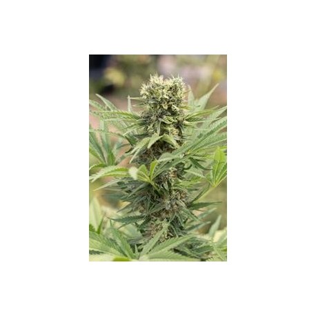 DEDOVERDE HAZE *HUMBOLDT SEEDS 5 SEMI FEM