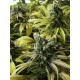 DESERT DIESEL *HUMBOLDT SEEDS 5 SEMI FEM