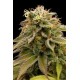 LEMON THAI KUSH *HUMBOLDT SEEDS 5 SEMI FEM