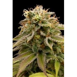 LEMON THAI KUSH *HUMBOLDT SEEDS 5 SEMI FEM