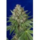 OG KUSH *HUMBOLDT SEEDS 5 SEMI FEM