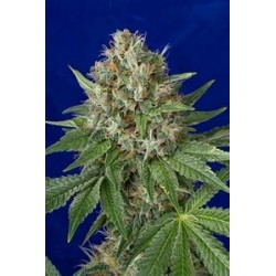 OG KUSH *HUMBOLDT SEEDS 5 SEMI FEM