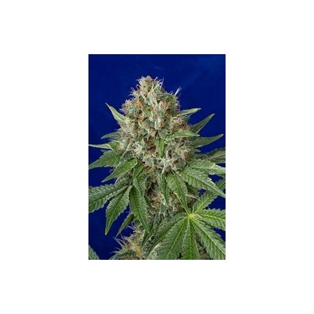 OG KUSH *HUMBOLDT SEEDS 5 SEMI FEM