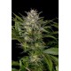 PINEAPPLE SKUNK*HUMBOLDT SEEDS 5 SEMI FEM