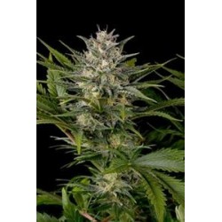 PINEAPPLE SKUNK*HUMBOLDT SEEDS 5 SEMI FEM