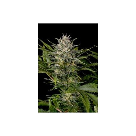 PINEAPPLE SKUNK*HUMBOLDT SEEDS 5 SEMI FEM