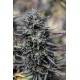 PURPLE TRAINWRECK *HUMBOLDT SEEDS 5 SEMI FEM