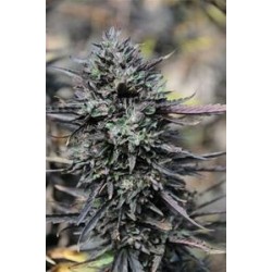 PURPLE TRAINWRECK *HUMBOLDT SEEDS 5 SEMI FEM