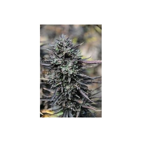 PURPLE TRAINWRECK *HUMBOLDT SEEDS 5 SEMI FEM