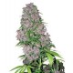 PURPLE BUD * SENSI WHITE LABEL 3 SEMI FEM 