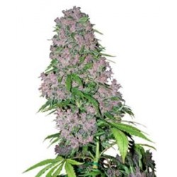 PURPLE BUD * SENSI WHITE LABEL 3 SEMI FEM 