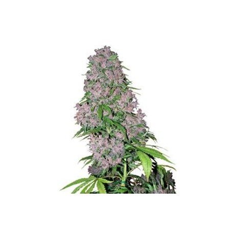 PURPLE BUD * SENSI WHITE LABEL 3 SEMI FEM 