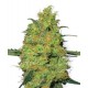 MASTER KUSH * SENSI WHITE LABEL 3 SEMI FEM 