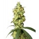 WHITE WIDOW AUTO * SENSI WHITE LABEL 5 SEMI FEM 