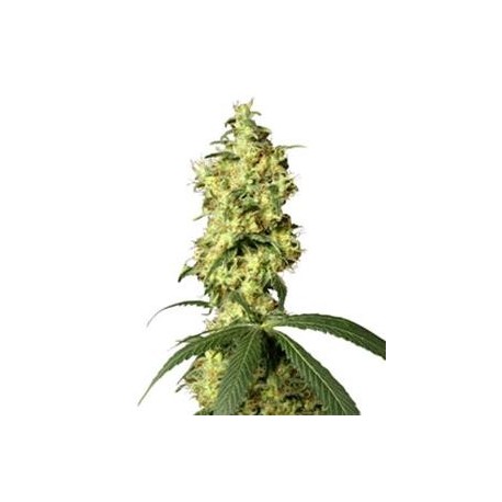 WHITE WIDOW AUTO * SENSI WHITE LABEL 5 SEMI FEM 