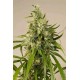 TRAINWRECK *HUMBOLDT SEEDS 5 SEMI FEM