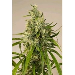 TRAINWRECK *HUMBOLDT SEEDS 5 SEMI FEM