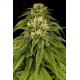 LEMON JUICE EXPRESS AUTO *HUMBOLDT SEEDS 5 SEMI FEM