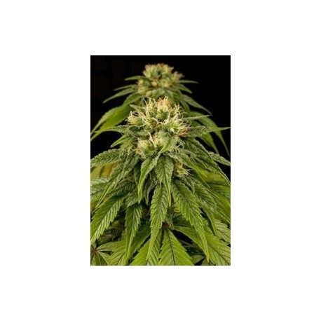 LEMON JUICE EXPRESS AUTO *HUMBOLDT SEEDS 5 SEMI FEM