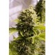 BUBBA CHEESE AUTO*HUMBOLDT SEEDS 5 SEMI FEM