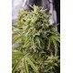 BUBBA KUSH AUTO *HUMBOLDT SEEDS 5 SEMI FEM