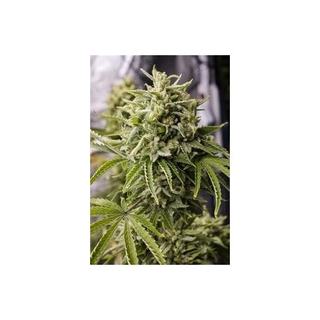 BUBBA KUSH AUTO *HUMBOLDT SEEDS 5 SEMI FEM