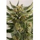 LOAST COAST SKUNK AUTO *HUMBOLDT SEEDS 5 SEMI FEM