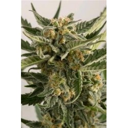 LOAST COAST SKUNK AUTO *HUMBOLDT SEEDS 5 SEMI FEM