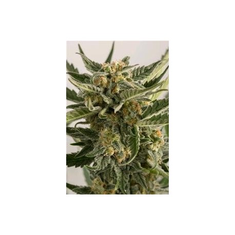 LOAST COAST SKUNK AUTO *HUMBOLDT SEEDS 5 SEMI FEM