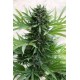 SOUR DIESEL AUTO *HUMBOLDT SEEDS 5 SEMI FEM