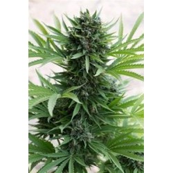 SOUR DIESEL AUTO *HUMBOLDT SEEDS 5 SEMI FEM