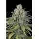 UK CHEESE AUTO*HUMBOLDT SEEDS 5 SEMI FEM