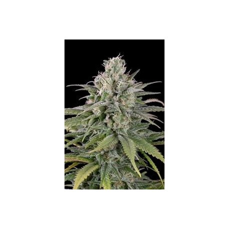 UK CHEESE AUTO*HUMBOLDT SEEDS 5 SEMI FEM