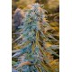 BLUE DREAM *HUMBOLDT SEEDS 10 SEMI FEM