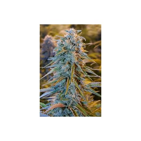 BLUE DREAM *HUMBOLDT SEEDS 10 SEMI FEM