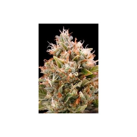 CHEMDAWG*HUMBOLDT SEEDS 10 SEMI FEM