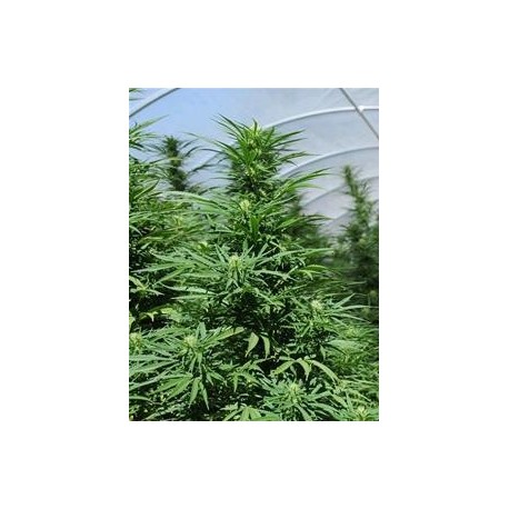 GREEN CRACK *HUMBOLDT SEEDS 10 SEMI FEM