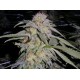 LOST COAST HASHPLANT *HUMBOLDT SEEDS 10 SEMI FEM