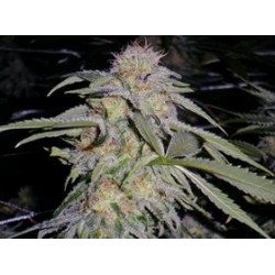 LOST COAST HASHPLANT *HUMBOLDT SEEDS 10 SEMI FEM