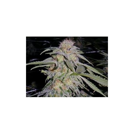 LOST COAST HASHPLANT *HUMBOLDT SEEDS 10 SEMI FEM