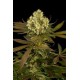 SOUR BLUEBERRY*HUMBOLDT SEEDS 10 SEMI FEM