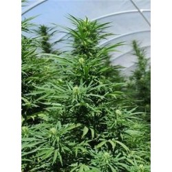 GREEN CRACK *HUMBOLDT SEEDS 3 SEMI FEM