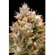 CHEMDAWG*HUMBOLDT SEEDS 3 SEMI FEM