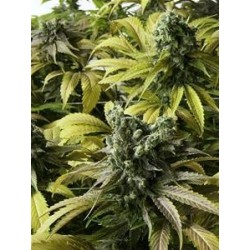 DESERT DIESEL *HUMBOLDT SEEDS 3 SEMI FEM